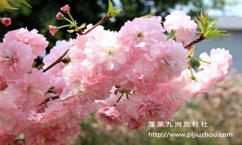 【純玩團，青島浪漫櫻花】一日游 60元/人